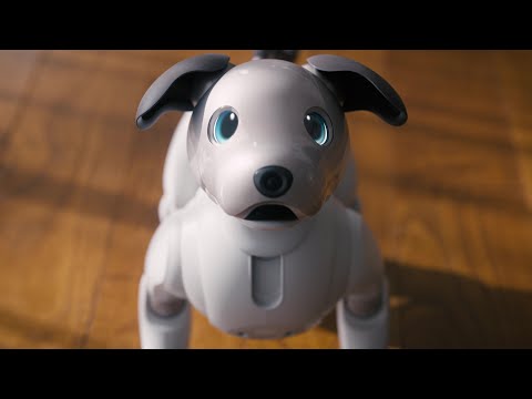 aibo 상호작용 소개 · 영상 장면