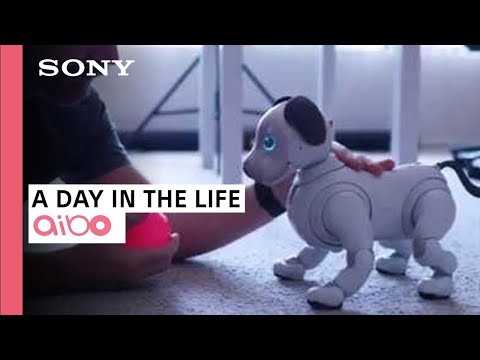 aibo 공식 소개 · 영상 장면